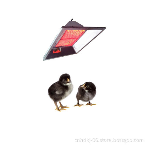 Gas fired infrared heater for breeding chicks